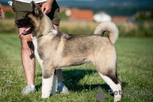 Photos supplémentaires: Akita américain