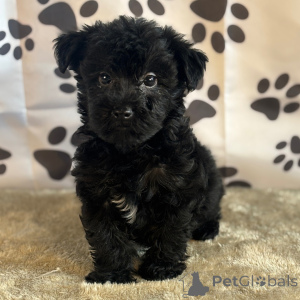 Photo №4. Je vais vendre yorkshire terrier en ville de New york. annonce privée - prix - 484€