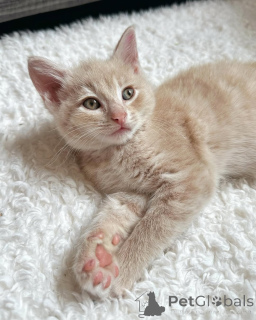 Photo №2 de l'annonce № 150627 de la vente chat de gouttière - acheter à Allemagne de l'abri, éleveur