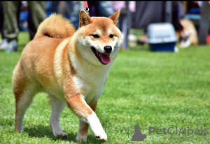 Photos supplémentaires: Chiots Shiba Inu à vendre