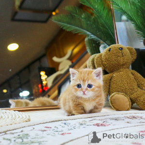 Photo №3. adorables chatons Munchkin. République Tchèque