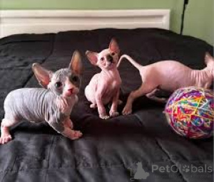 Photo №1. sphynx - à vendre en ville de Tampere | 580€ | Annonce № 164826