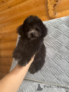 Photos supplémentaires: Teddy caniche Chine taille mini