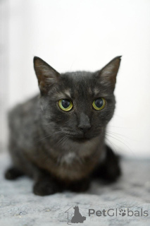 Photo №3. Athéna est un chat d'une rare beauté, comme tissé de nuit et d'argent.. Fédération de Russie