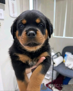 Photo №1. rottweiler - à vendre en ville de Helsinki | 450€ | Annonce №161021