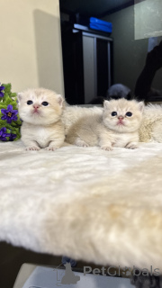 Photo №1. munchkin - à vendre en ville de Tachkent | négocié | Annonce № 168801