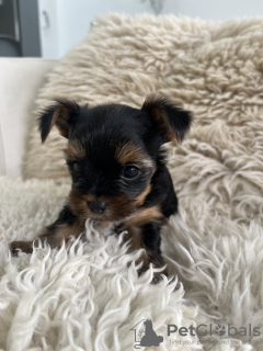 Photo №1. yorkshire terrier - à vendre en ville de Jersey City | 426€ | Annonce №111063