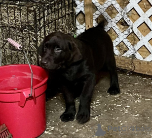 Photo №1. labrador retriever - à vendre en ville de Nuremberg | 400€ | Annonce №56604