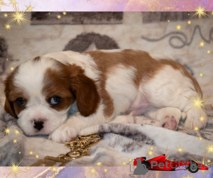 Photo №3. Cavalier King Charles Spaniel - Boy. Biélorussie