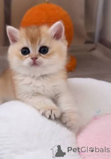 Photo №2 de l'annonce № 173823 de la vente british shorthair - acheter à La Grande-Bretagne annonce privée, éleveur