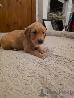 Photo №4. Je vais vendre golden retriever en ville de New york. annonce privée - prix - 484€