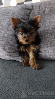 Photos supplémentaires: Beaux chiots Yorkshire terrier miniatures