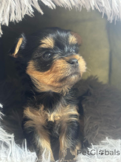 Photo №1. yorkshire terrier - à vendre en ville de Tbilissi | négocié | Annonce №135402