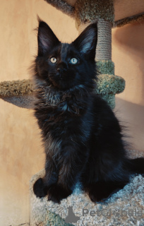 Photo №1. maine coon - à vendre en ville de Saint-Pétersbourg | 970€ | Annonce № 176887