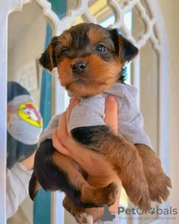 Photo №1. yorkshire terrier - à vendre en ville de Cannington | 379€ | Annonce №99630