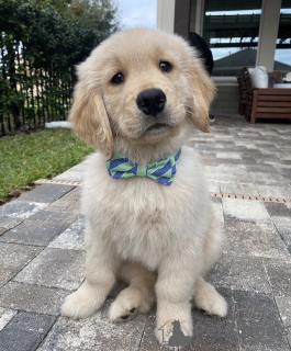 Photo №1. golden retriever - à vendre en ville de Montreal | 473€ | Annonce №103648