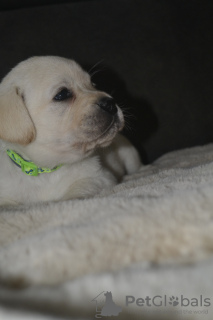 Photos supplémentaires: Labrador Retriever