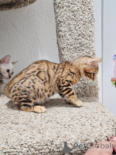 Photo №1. bengal - à vendre en ville de Hambourg | négocié | Annonce № 177050