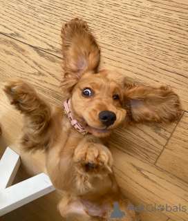 Photo №4. Je vais vendre cocker spaniel anglais en ville de Andelst. éleveur - prix - négocié