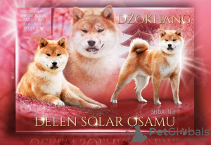 Photo №4. Je vais vendre shiba en ville de Wasilków. éleveur - prix - 2000€