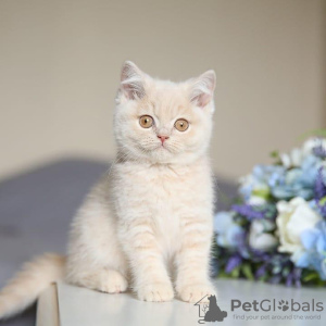 Photo №2 de l'annonce № 98348 de la vente british shorthair - acheter à Serbie 