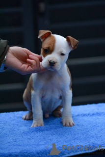 Photo №3. Chiots American Staffordshire Terrier. Serbie