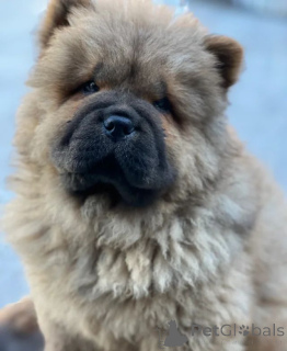 Photo №3. Beaux chiots Chow Chow. République Tchèque