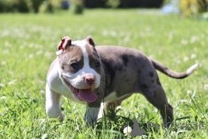 Photo №3. American bools xl. Fédération de Russie