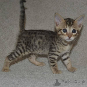 Photo №3. Savannah-kittens vous achetez. Pays Bas