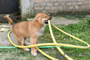 Photos supplémentaires: Chiots Shiba Inu