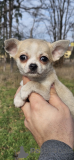 Photo №2 de l'annonce № 130815 de la vente chihuahua - acheter à Serbie 