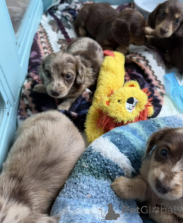 Photo №3. Mignons chiots teckel à poil dur uniques et pleins de caractère !. Allemagne
