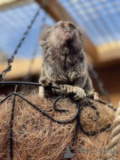 Photo №2 de l'annonce № 165465 de la vente  - acheter à USA 