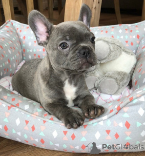 Photo №1. bouledogue - à vendre en ville de Tallinn | négocié | Annonce №125260