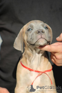 Photo №3. Chiots Cane Corso. Serbie