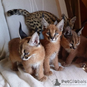 Photos supplémentaires: chatons serval et caracal disponibles