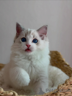 Photo №2 de l'annonce № 170644 de la vente ragdoll - acheter à Pays Bas éleveur