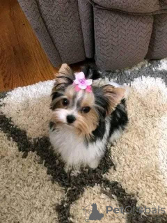 Photo №3. Chiots Yorkie à adopter. La Grande-Bretagne