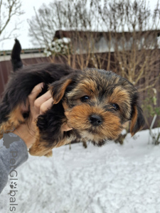 Photo №2 de l'annonce № 161887 de la vente biewer yorkshire terrier, yorkshire terrier - acheter à Estonie annonce privée, de la fourrière, éleveur