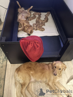 Photo №1. golden retriever - à vendre en ville de New Orleans | 379€ | Annonce №103390