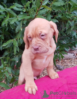 Photo №4. Je vais vendre dogue de bordeaux en ville de Vilnius. annonce privée - prix - 350€