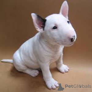 Photo №2 de l'annonce № 135937 de la vente bull terrier - acheter à Allemagne 