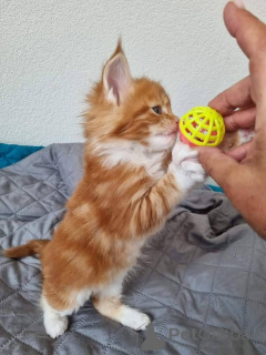 Photo №1. maine coon - à vendre en ville de Helsinki | Gratuit | Annonce № 165001