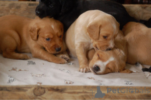 Photo №3. Chiots cocker spaniel. Belgique
