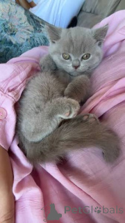 Photo №3. MAGNIFIQUES CHATONS BRITANNIQUES À POILS COURTS BLANCS ET BLEUES SOLIDES !. La Grande-Bretagne