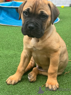 Photo №3. Ca de Bou. Allemagne