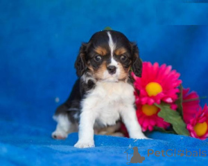 Photo №2 de l'annonce № 136920 de la vente cavalier king charles spaniel - acheter à Suisse éleveur