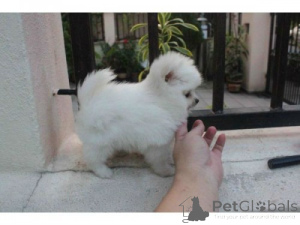 Photo №1. spitz nain - à vendre en ville de Kiev | négocié | Annonce №168847