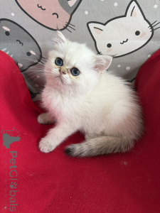 Photo №3. Kitty exotique de phoque avec pedigree PZF. Pologne