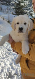 Photo №1. golden retriever - à vendre en ville de Brenna | 2000€ | Annonce №86345